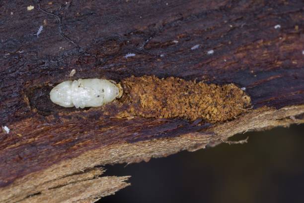 istock Scolytus mali - larger shothole borer (other names apple bark beetle and large fruit bark beetle of bark beetle in the family Curculionidae (subfamily Scolytinae) 1313713727