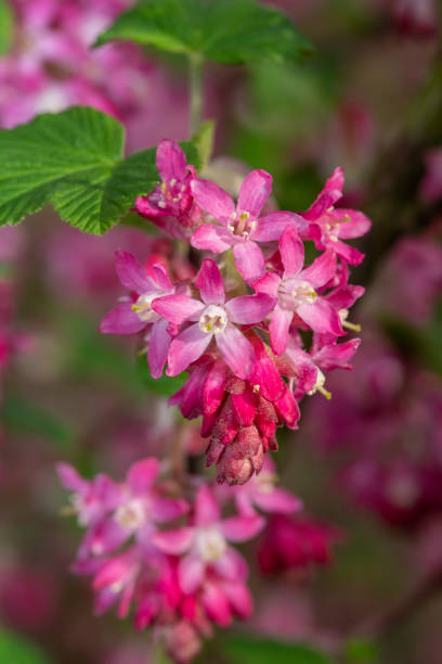 istock Red flowering currant (ribes sanguineum) flowers 1313714033