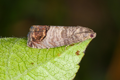 The codling moth (Cydia pomonella) is a member of the Lepidopteran family Tortricidae. It is major pests to agricultural crops, mainly fruits such as apples and pears in orchard and gardens.