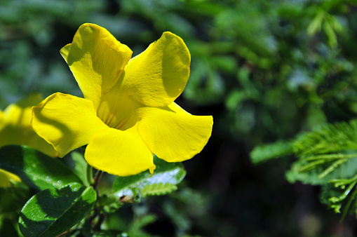 Closeup of golden trumpet flower (alamanda) is a beautiful and poisonous ornamental plant