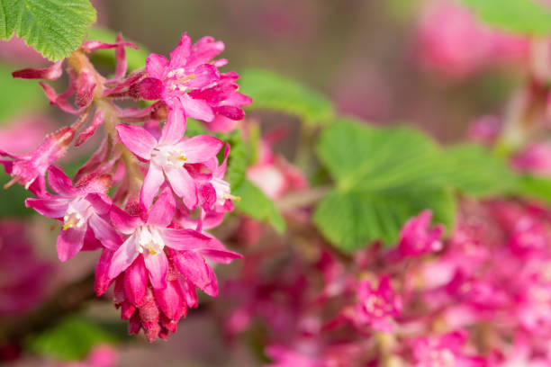istock Red flowering currant (ribes sanguineum) flowers 1313716329