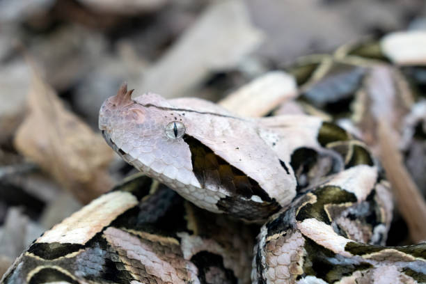istock Female Gaboon Viper Snake (Bitis gabonica) on forest floor. 1313717233
