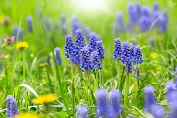 Beautiful spring muscari hyacinth flowers. Easter nature festival background with blue blooming flowers in green grass. Spring flower background.