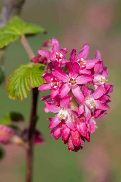 istock Red flowering currant (ribes sanguineum) flowers 1313718012