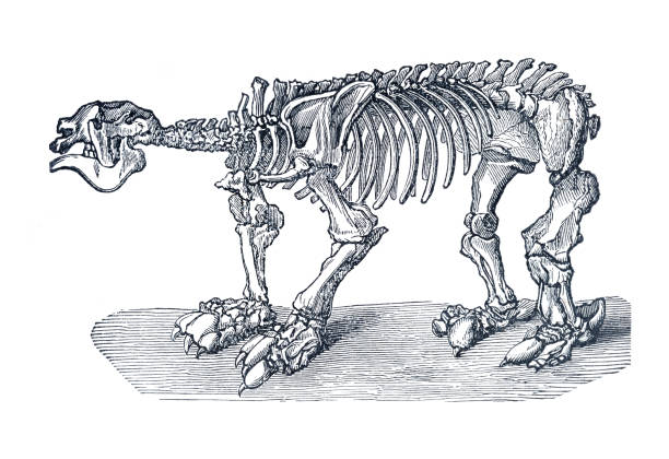 istock Skeleton of extinct Megatherium giant ground sloth illustration 1886 1313718172