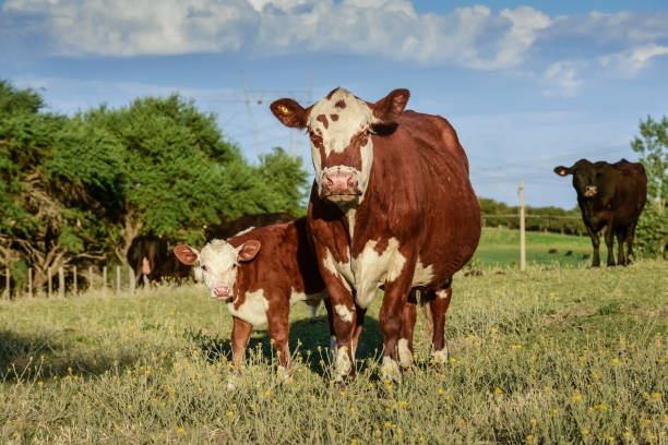 istock cows in the field 1313718313