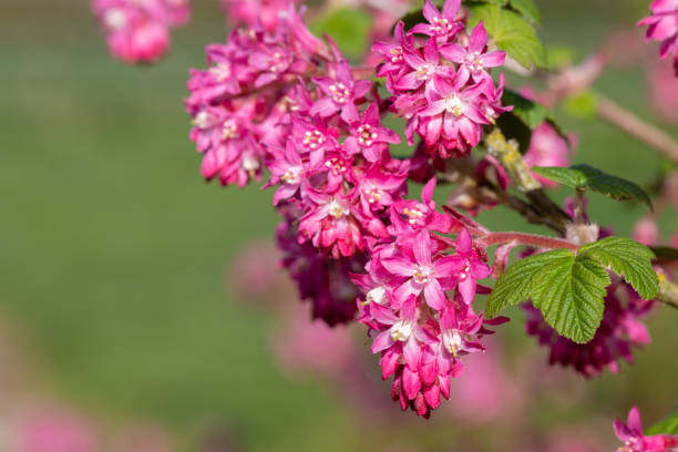istock Red flowering currant (ribes sanguineum) flowers 1313719083