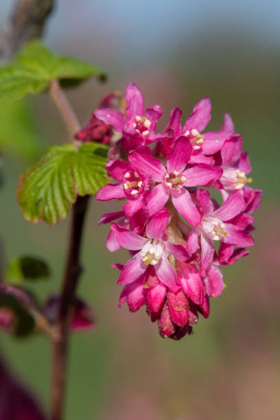 istock Red flowering currant (ribes sanguineum) flowers 1313720016