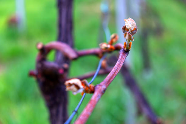Neatly aligned grapevines stand in rows with freshly tilled soil between them, set against a background of dense green trees. The early spring setting emphasizes growth, renewal, and the careful preparation typical of traditional viticulture.