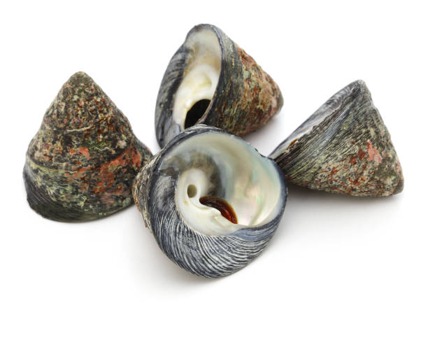 tegula pfeifferi is a species of sea snail - tegula imagens e fotografias de stock
