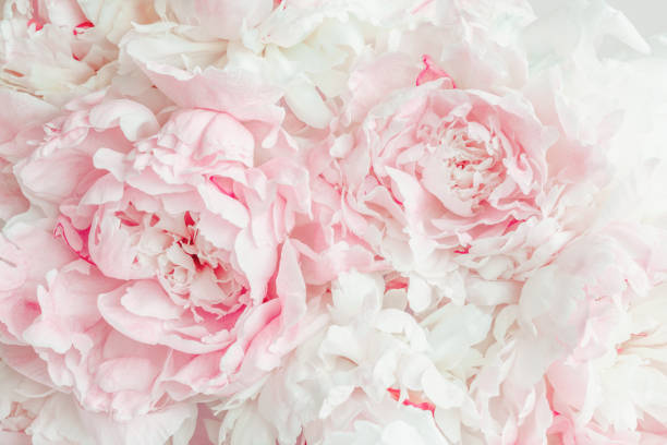 istock Fluffy pink peonies flowers background 1313721386
