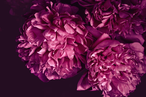 istock Beautiful fluffy blooming pink peony on dark background 1313721407