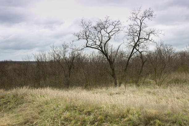 Spring landscape early spring with bare trees and dry grass. Trees in the background on a sunny day. Dry grass in the foreground.