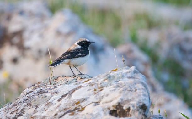 Black-eared Wheatear (Oenanthe hispanica) Black-eared Wheatear (Oenanthe hispanica) is a songbird living in arid and rocky places. oenanthe hispanica stock pictures, royalty-free photos & images