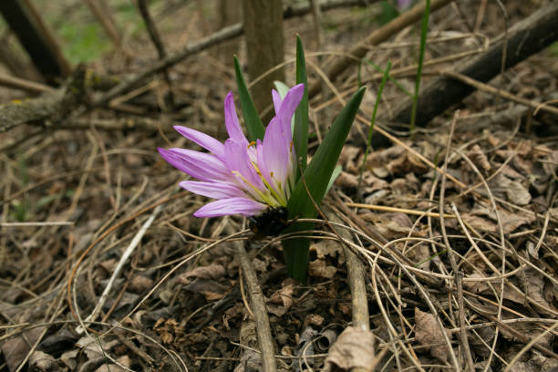 un crocus púrpura brillante crece en un claro en el bosque. abre el brote de azafrán a principios de primavera. azafrán. - n64 fotografías e imágenes de stock