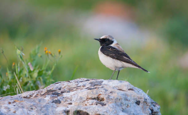 Black-eared Wheatear (Oenanthe hispanica) Black-eared Wheatear (Oenanthe hispanica) is a songbird living in arid and rocky places. oenanthe hispanica stock pictures, royalty-free photos & images