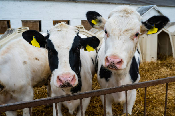 istock cows over the feeding table in a farm building 1313727849