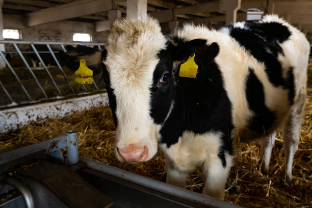 istock cows over the feeding table in a farm building 1313727850
