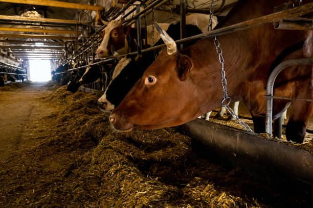 istock cows over the feeding table in a farm building 1313727851