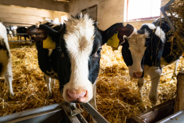 istock cows over the feeding table in a farm building 1313727856