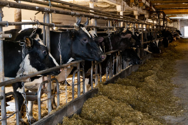istock cows over the feeding table in a farm building 1313727863