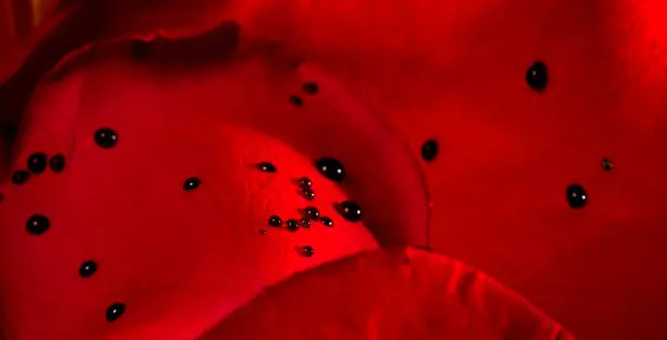 Photo of Blood drops on Rose Petals