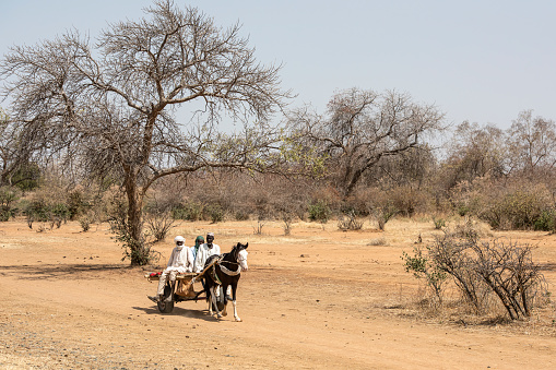 Bitkine, Chad - February 20, 2020: A group of men in traditional dress ride on a horse-drawn cart to the town of Bitkine in central Chad.