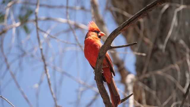 Northern Cardinal with sound