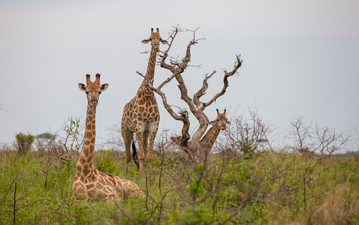 Giraffes, which are an important part of the safari in Africa, are also important for lions and leopards. because ther are eat giraffes.