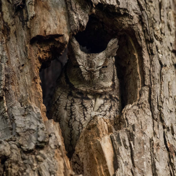 istock Screech owls are masters of disguise 1313730083