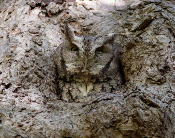 istock Screech owl resting in a safe spot in a tree 1313731182