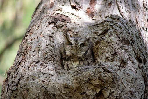 Eastern Screech Owl camouflaged in the forest