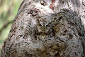 Screech Owl looks like part of a tree