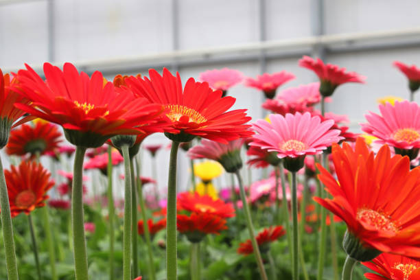 side view of multiple colorful gerbera's flowering - transvaal imagens e fotografias de stock