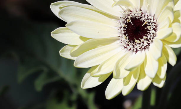 istock Closeup fo a white gerbera daisy flower 1313732276