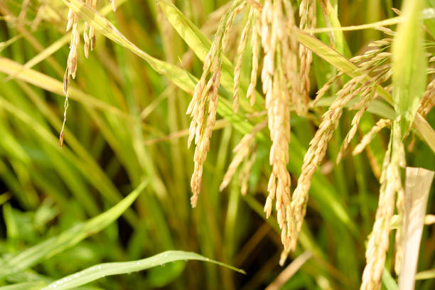istock Macro view of yellow rice at sunrise 1313733559