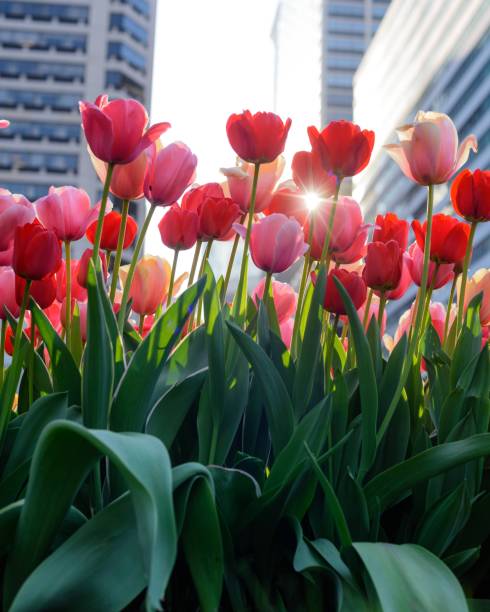istock Tulips in a city 1313733639