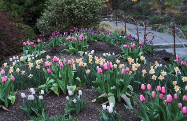 istock Pretty Pink Yellow Tulip flowers Blooming In Spring 1313734556