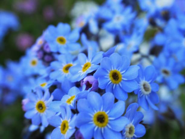 istock Beautiful Bright Closeup Blue Forget-Me-Not flowers 1313734675
