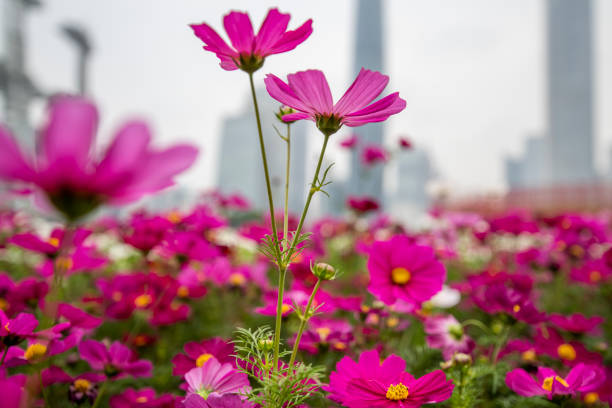 istock Cosmos in full bloom in the park 1313735303