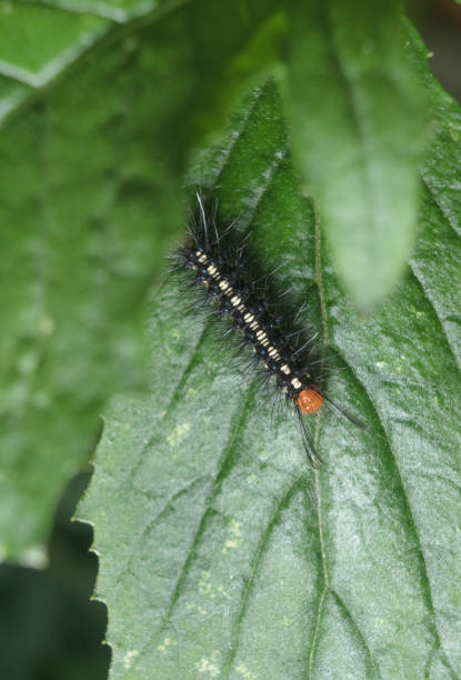 istock Black hairy caterpillar crawls on the leaf 1313735341