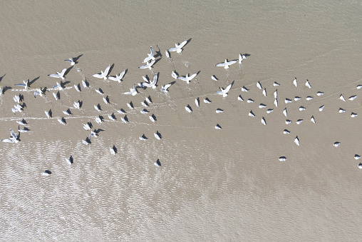 Aerial drone image of seagulls flying over a beautiful beach in Japan