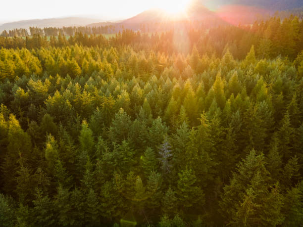 istock Aerial top view forest tree. Rainforest ecosystem. Drone photography.  Slovakia. Sunset 1313736892