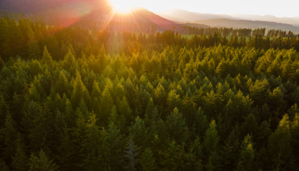 istock Aerial top view forest tree. Rainforest ecosystem. Drone photography.  Slovakia. Sunset 1313736895