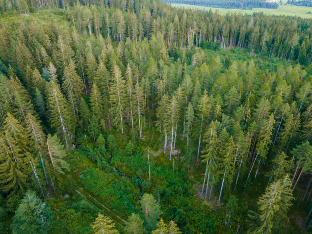 istock Aerial top view forest coniferous tree. Rainforest ecosystem 1313736916