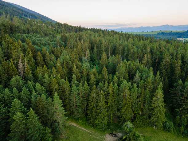 istock Aerial top view forest coniferous tree. Rainforest ecosystem 1313736969