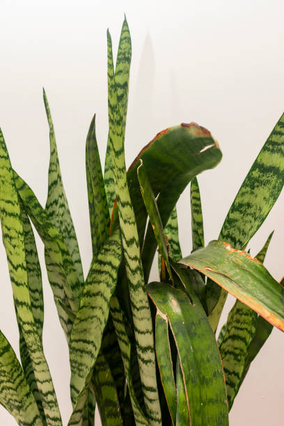 istock Close up of large plant 1313739914