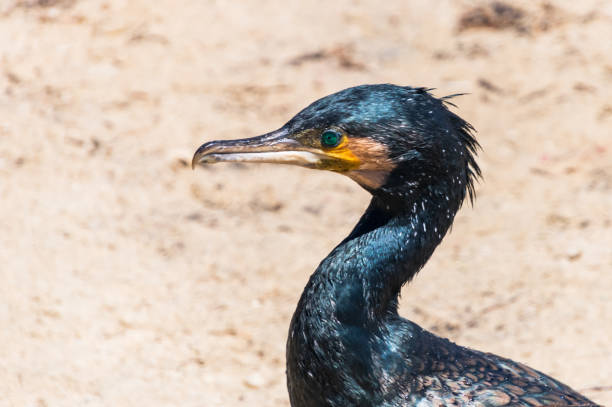 istock Great Cormorant on the beach 1313741869