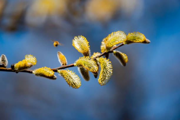 Flying bee above willow catkins close up. Wildlife and plants.