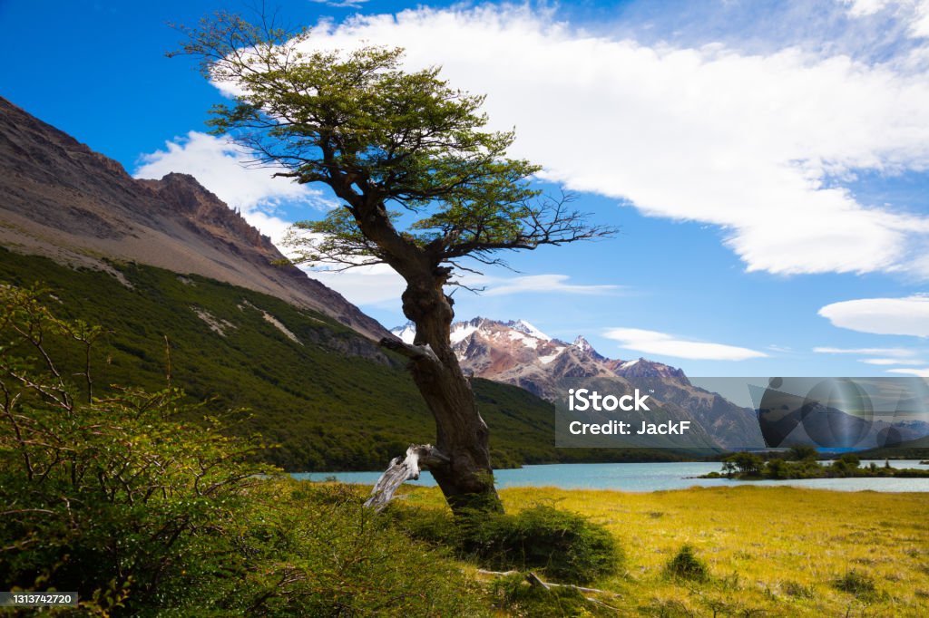 Vegetation on Andes foothills and slopes View of mountain peaks and valley with trees at foothills of Andes. Patagonia, Argentina, Chile, Andes Chalten Stock Photo